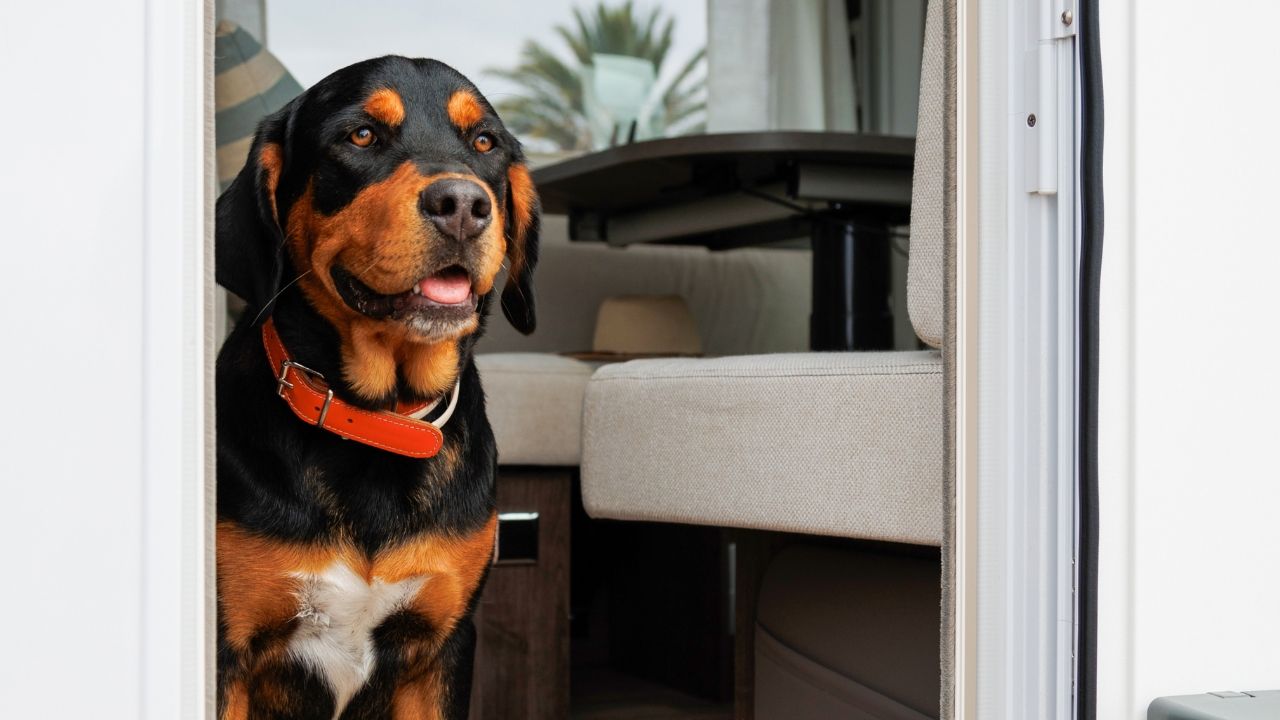 Viajar con mascotas en autocaravana: guía completa